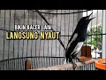 Download Lagu kacer gacor NGEPLONG tarung ini paling ampuh buat PANCINGAN KACER agar EMOSI