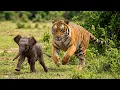 Lagu Giant Tiger Attacked a Helpless Baby Elephant — What Happened Next Will Make You Cry