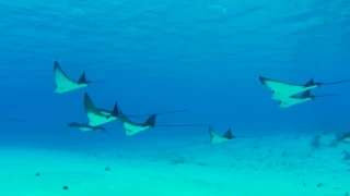 Eagle Rays of Bora Bora