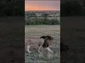 Lagu Osupaat Patrolling with His Sons🦁👑 #lionking #lion #wildlife #bigcat  #lions #lionpride #wildlife