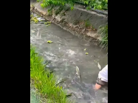 Amazing catching fishing, Catch a lot of fishing