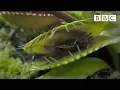 Download Hungry Venus flytraps snap shut on a host of unfortunate flies | Life - BBC mp4 3gp mp3 videos - waplic