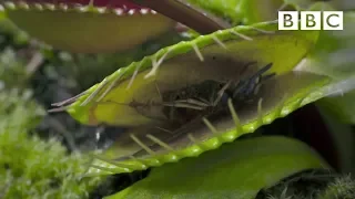 Hungry Venus flytraps snap shut on a host of unfortunate flies Life - BBC