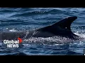 Rare fin whale spotted off coast of BC