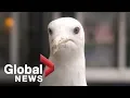 Study finds stare down is best weapon against thieving seagulls