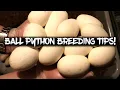 15 Ball Python Breeding Tips