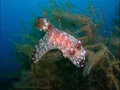 Download Lagu BALI BAGUS UNDER WATER