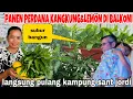 Download Lagu PANEN PERDANA KANGKUNG DI BALKONI RUMAH DAN LANGSUNG PULANG KAMPUNG SANT JORDI ‼️