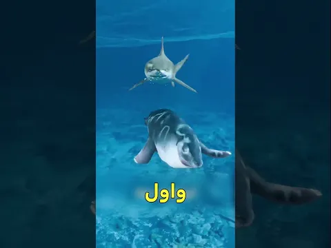 ليه القرش بيقلب عينه قبل ما يهجم؟ 🦈😱 #shortvideo