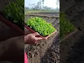 Download Lagu cara menanam jagung model terbaru