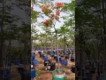 Download Lagu Delonix regia - 0508593679 Royal poinciana tree