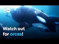 Orca interactions - Danger in the Strait of Gibraltar DW Documentary
