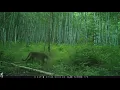 Download Lagu Cougar Screaming