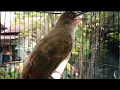 Download Lagu Masteran Burung Merbah Belukar Gacor Nembak...