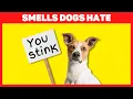 Smells Dogs Hate