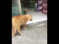 Download Lagu Suara Kucing Jantan Berantem Download Lagu Suara Kucing Jantan Berantem