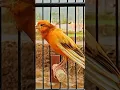 Download Lagu Canary gacor tembakan rapat cocok untuk masteran#canario #canary#pancingankenaribiargacor #canaris