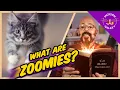 What Are Cat Zoomies Cat Daddy Dictionary
