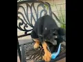 dog gif