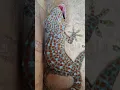 Lagu Suara Tokek Tokay #gecko