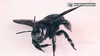 Гигантский чёрный опылитель на губастых цветах. Пчела-плотник. // Clever Cricket