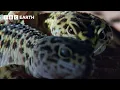The Surprising Way Leopard Geckos Mate Life in Cold Blood BBC Earth Science