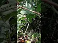 Download Lagu selamat beraktivitas tetap bersyukur dan iklas karena kau tak tau berkat Tuhan datang nya kapan 🤲🤲🤲