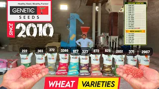 ਕਣਕ ਦੀਆਂ ਸਾਰੀਆਂ ਨਾਮੀ ਕਿਸਮਾ ਦੇ ਸੁਧਰੇ ਬੀਜ Gentic Seeds Ratia, Haryana