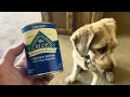 Blue Buffalo Homestyle Recipe Chicken Dinner Wet Dog Food - HONEST REVIEW