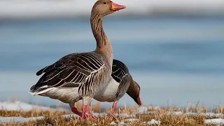 صوت البط لصيادين 