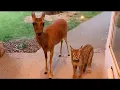 Download Lagu My Rescue Bobcat Brings Home a Unexpected Friend- What Happened Next is Unbelievable