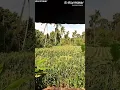Download Lagu SATU KADERA TORANG TIGA