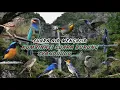Download Lagu Terapi burung stres | Terapi air untuk burung dengan air gemericik