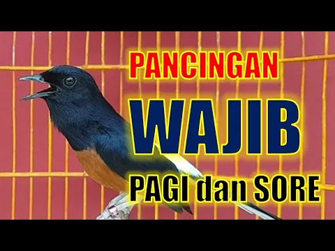 Download MP3 pancingan PAGI HARI 99% EFEKTIF!! bikin MURAI BATU GACOR dg  Murai Batu isian kenari,cililin,lovbird