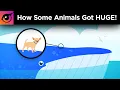How Some Animals Got HUGE