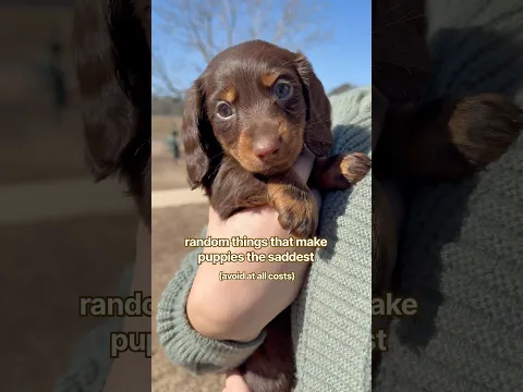heartbreaking #minidachshund #puppy #cutedog #cutepets #cutepuppy #funnydogs #cute #dog #pets #pet