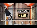 Download Lagu kacer gacor NGEPLONG tarung ini paling ampuh buat PANCINGAN KACER agar EMOSI