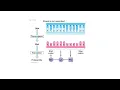 BIOL 104 WEEK 5 DNA Structure Function and Replication