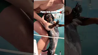 Can’t smell like a dog😂 #dog #dachshund #sailboat