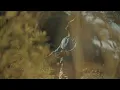 Jalal Alzain - Alwada (Official Lyric Video) | 2024 | جلال الزين - الوداع
