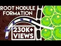 Root Nodule Formation Biological Nitrogen Fixation Rhizobium Mineral Nutrition NEET Biology