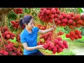 Download Lagu Harvesting 1000 + Lychee in the forest To Sell At Market, Litte Duck Care|Tieu Ca - Free Bushcraft