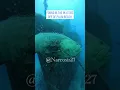 Download Lagu Car-sized Fish, Goliath Grouper