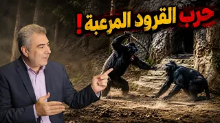 مشاهد لا تُصدق.. حرب مُرعبة بين القرود مستمرة منذ 8 سنوات حتى الآن