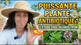 La plante caribéenne plus puissante que certains antibiotiques