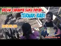 Download Lagu Wanita Dayak Memberi Makan ternak Babi
