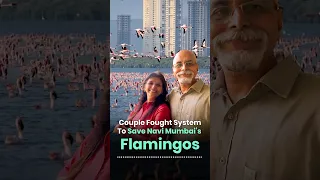 The Couple Who Saved Navi Mumbai’s Flamingos 🦩 image