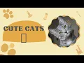 best moments with cutest cat videos compilation 🥰wonder pets
