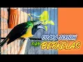 Download Lagu MASTERAN SUARA CUCAK CUNGKOK JERNIH DAN BERKELAS, ISIAN MURAI BATU, CUCAK IJO, KENARI
