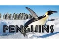 Download Lagu All About Penguins for Kids: Penguins of the World for Children - FreeSchool